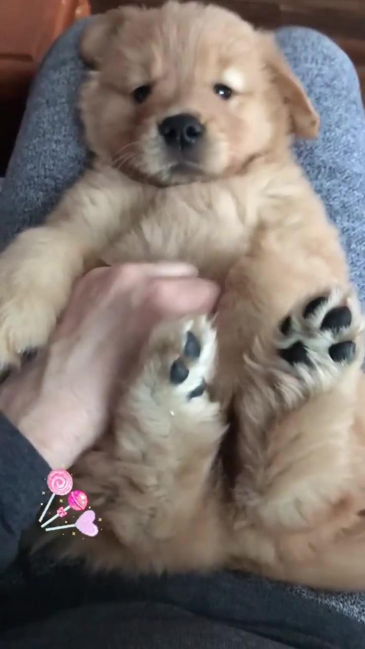 Belly rubs, fun time; puppy life, how cute and smol is this little fella