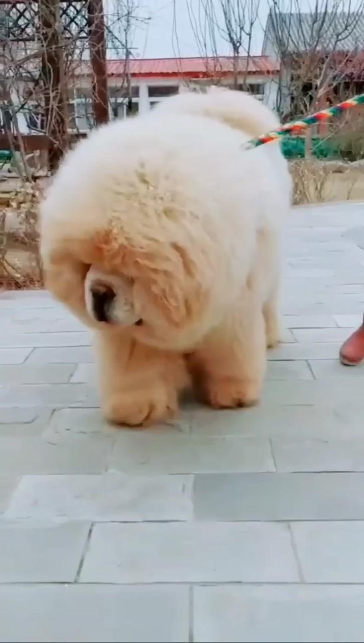 Big dog; super cute animals