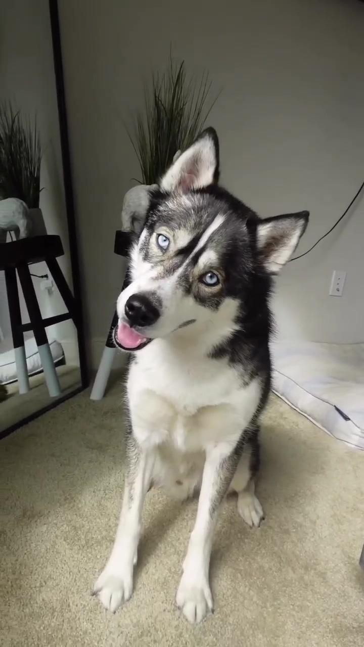 Blue just wanted to pop in to say hello; this husky fella has a few things to say