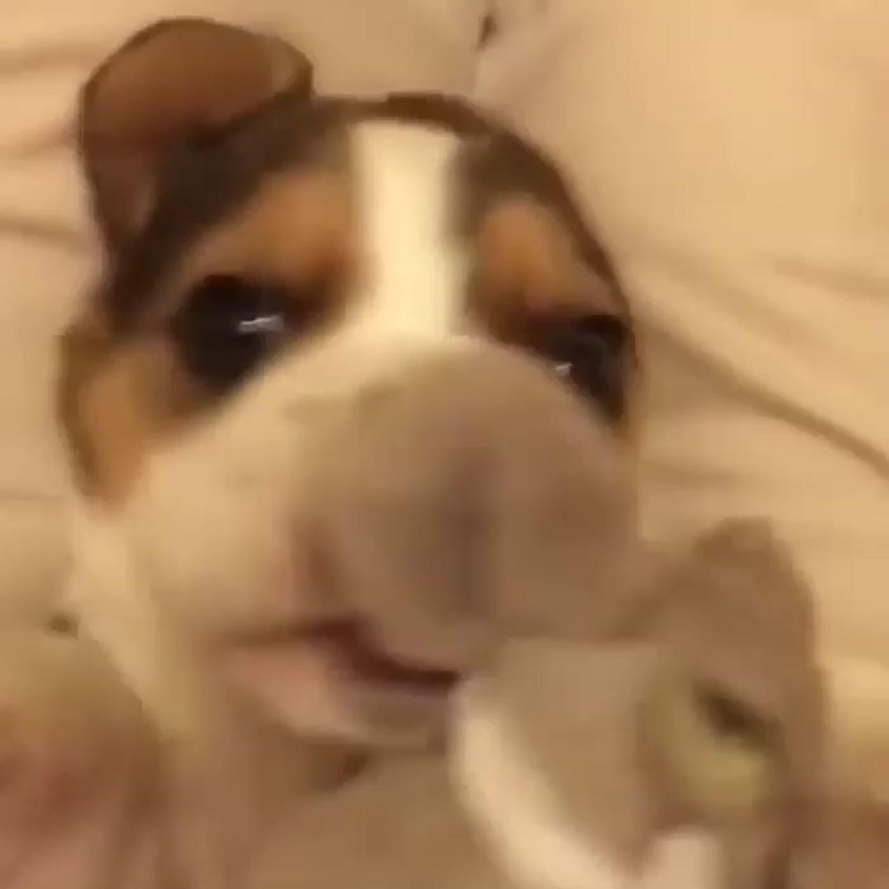 Boston terrier puppy; beagle puppy