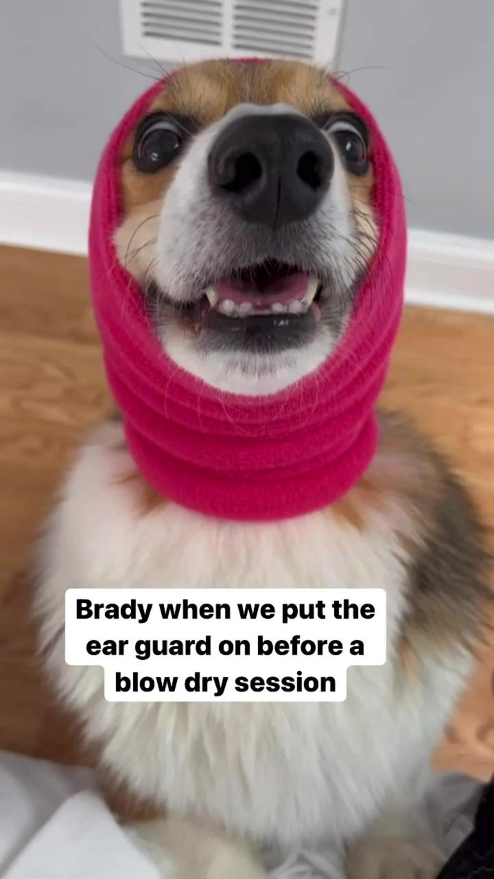 Brady disapproves of his ear cover for blow drying | i need the energy to start 