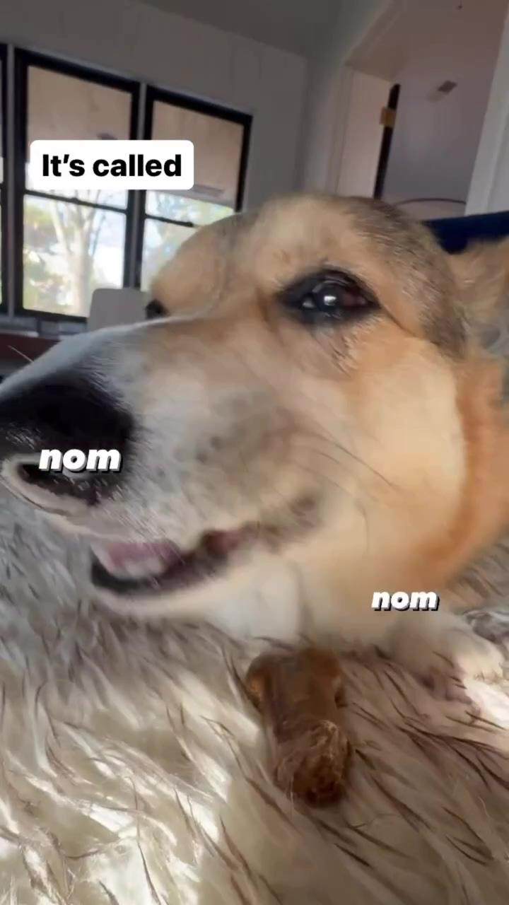 Brady that corgi gets insomnia; day in the life of mooner is up on youtube