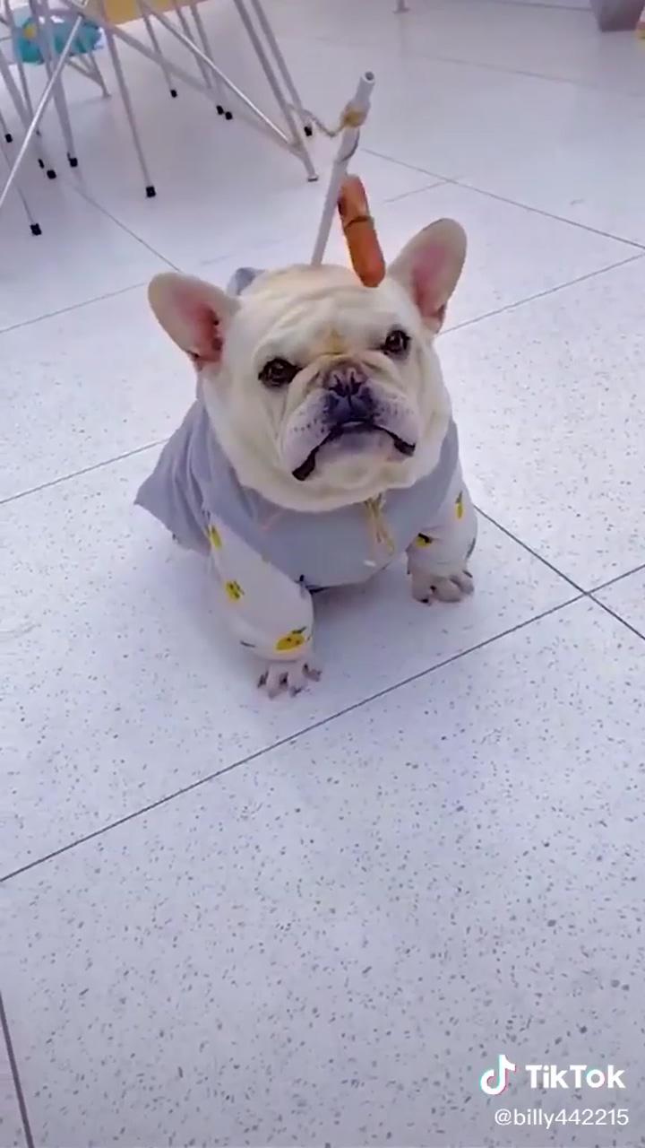 Bulldogs the cutest dogs in the world; uploaded by tiktok's