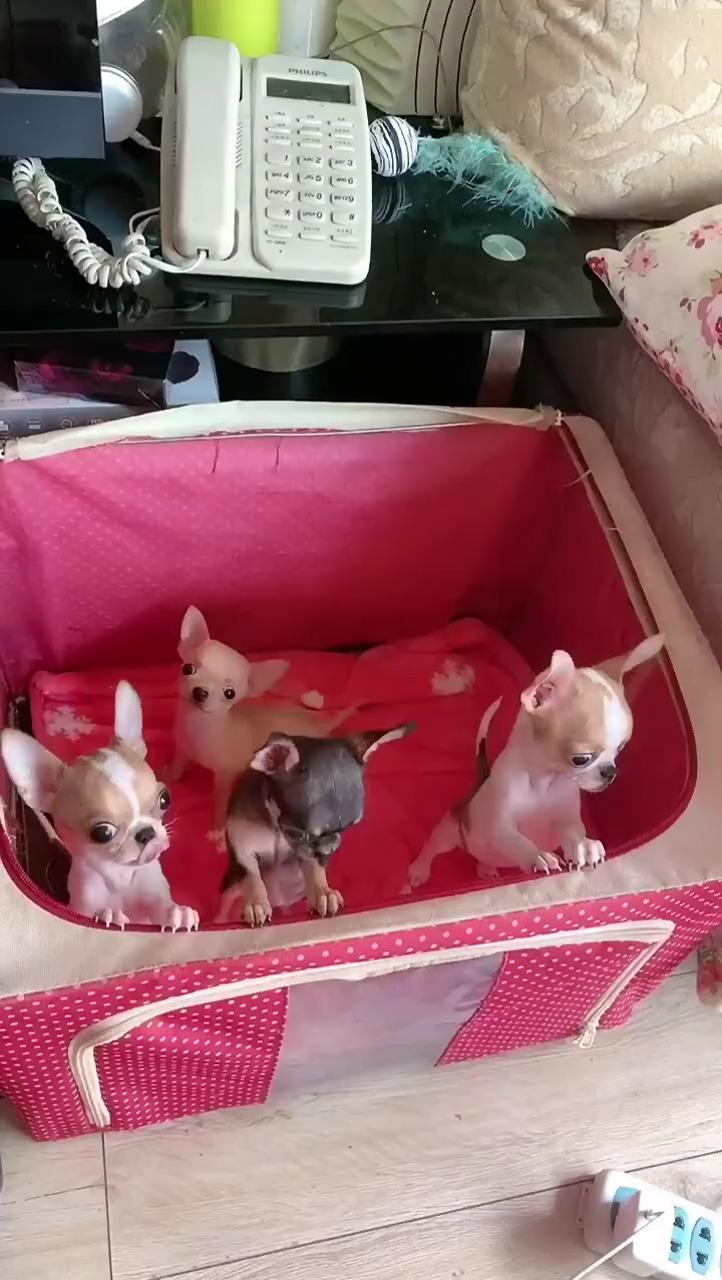 Bunch of cute chihuahuas; teacup chihuahua puppies
