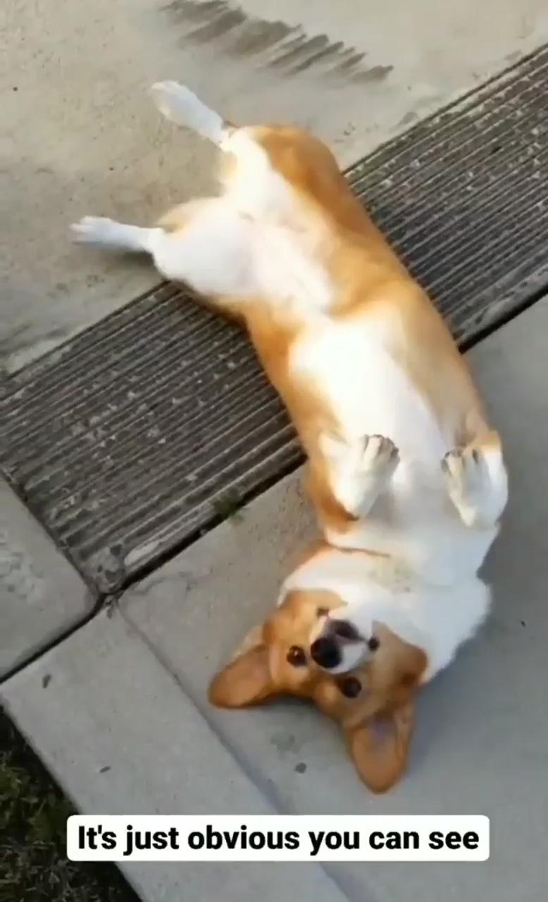But you do cute so well, but it cost a lot of treats, so gimme now; corgi gif