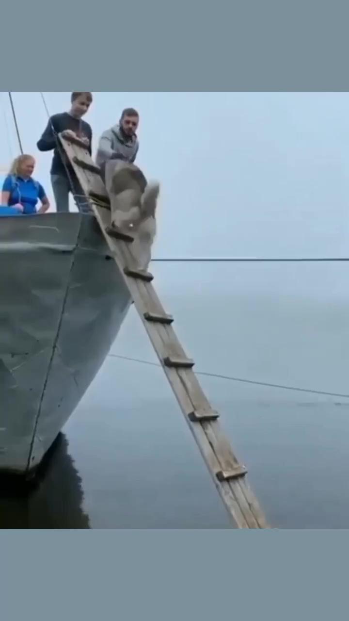 Can husky climb up this boat; my dog broke the dog code and started talking like a human - cute dogs videos