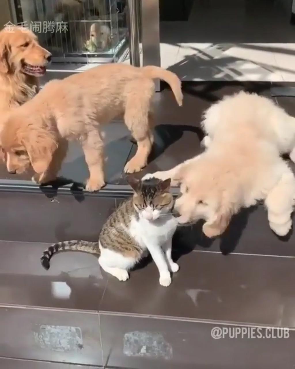 Cat can't escape the happiness of these dogs; funny cats and dogs kittens jump meowing