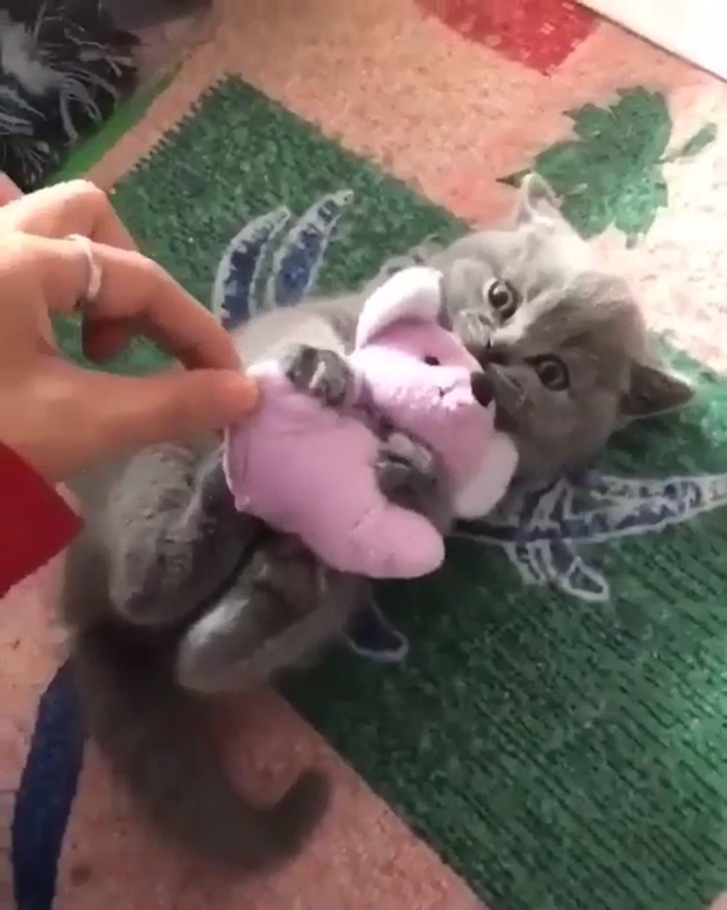 Cat protect his toy check it out; cute baby cats