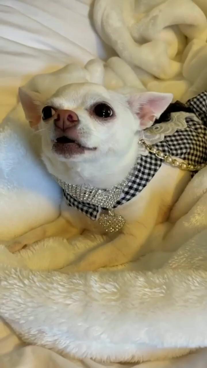 Chihuahua; chihuahua fashion -1