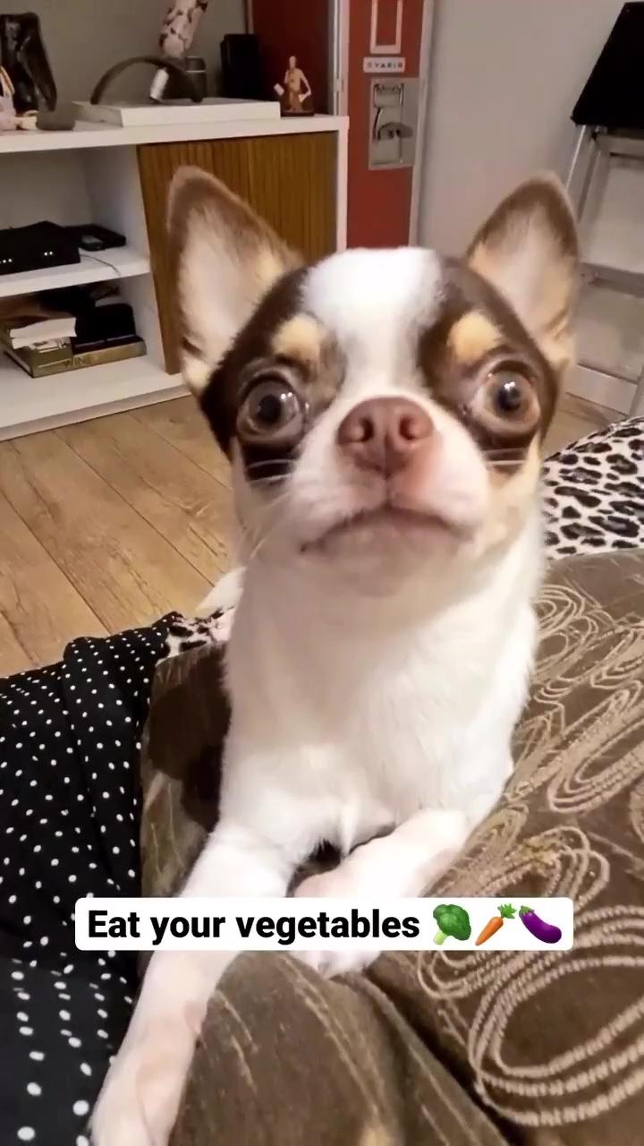 Chihuahua dog; chihuahua love