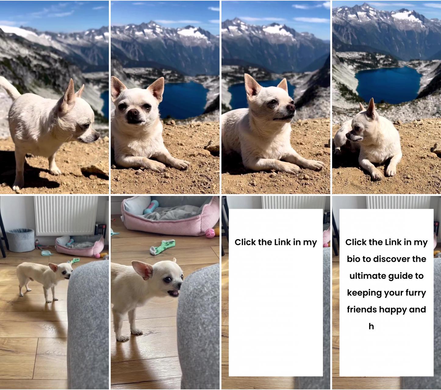 Chihuahua dog; fierce angry chihuahua moments, funny dog videos