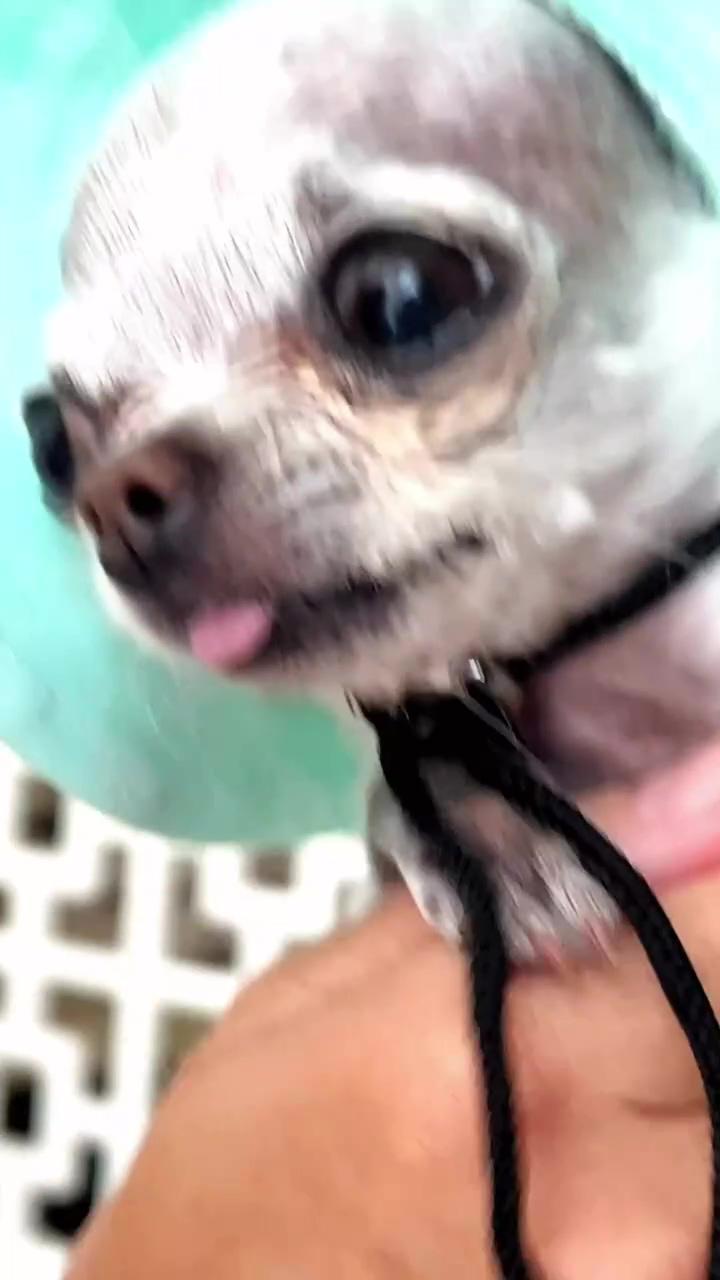 Chihuahua dog; story of my life 
