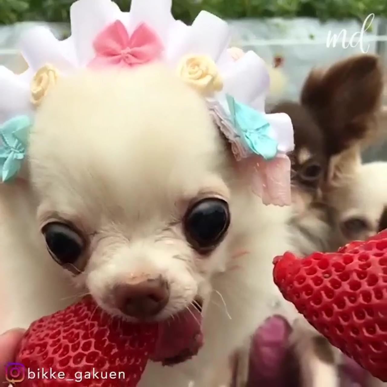 Chihuahua eats strawberry passionately in slow motion | bear face