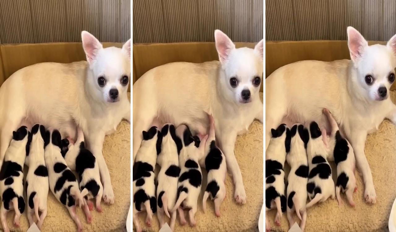 Chihuahua feeding the baby; chihuahua lover