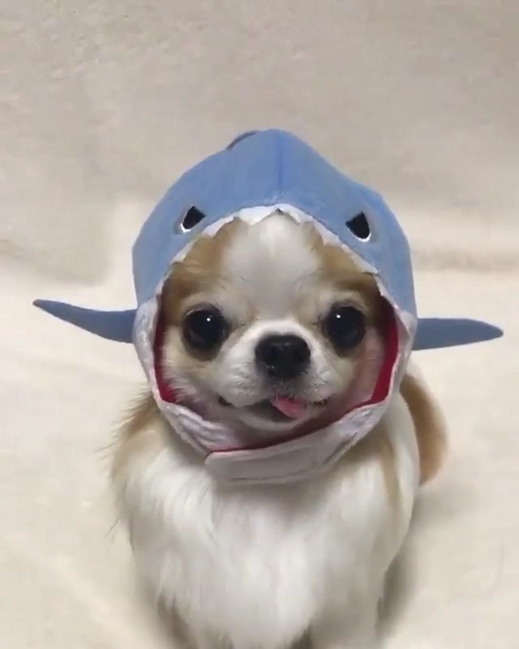 Chihuahua shark costume | "adorable canine companions: exploring the world of cute dogs"