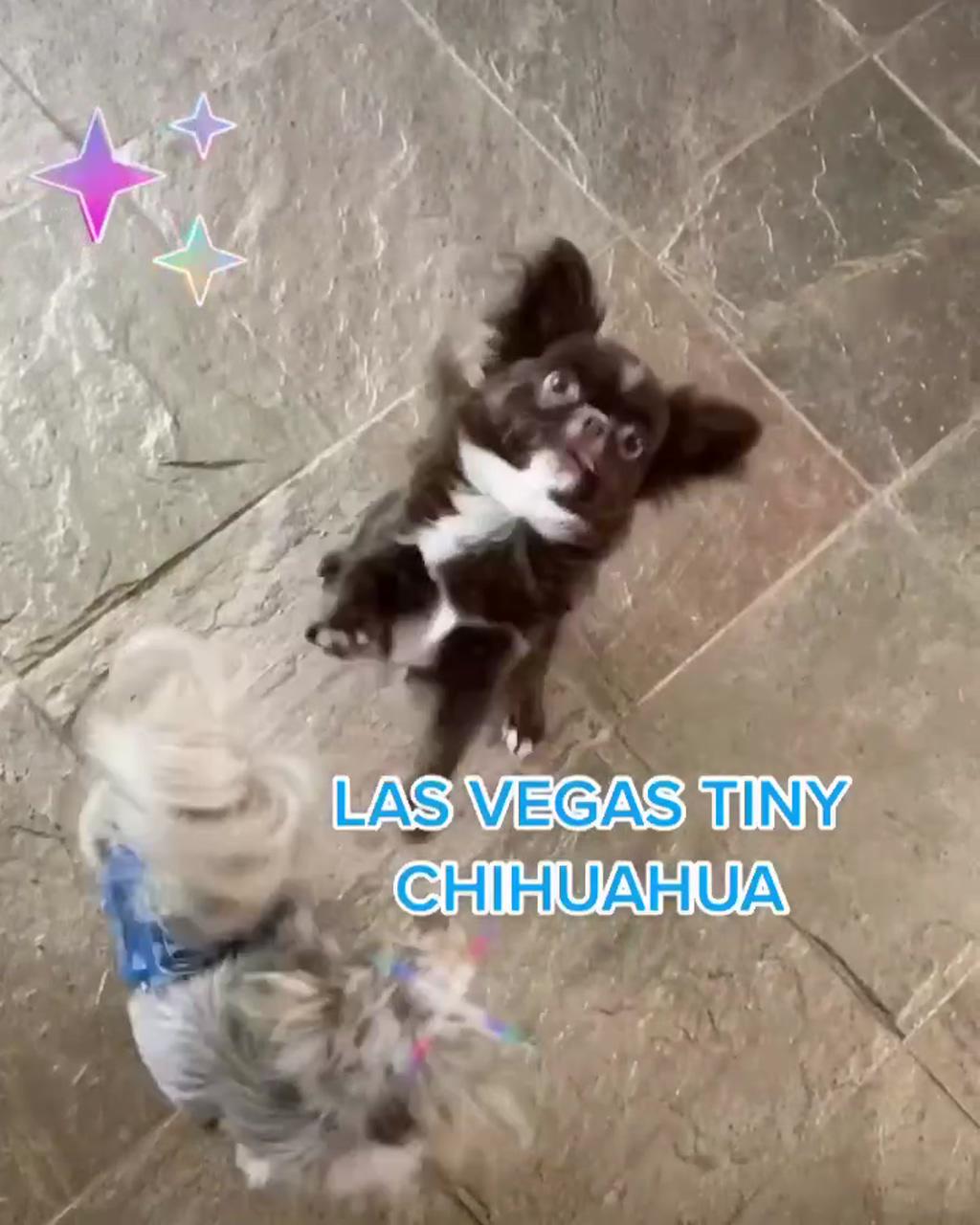Chihuahua. topless dancer from las vegas; chihuahua dog 