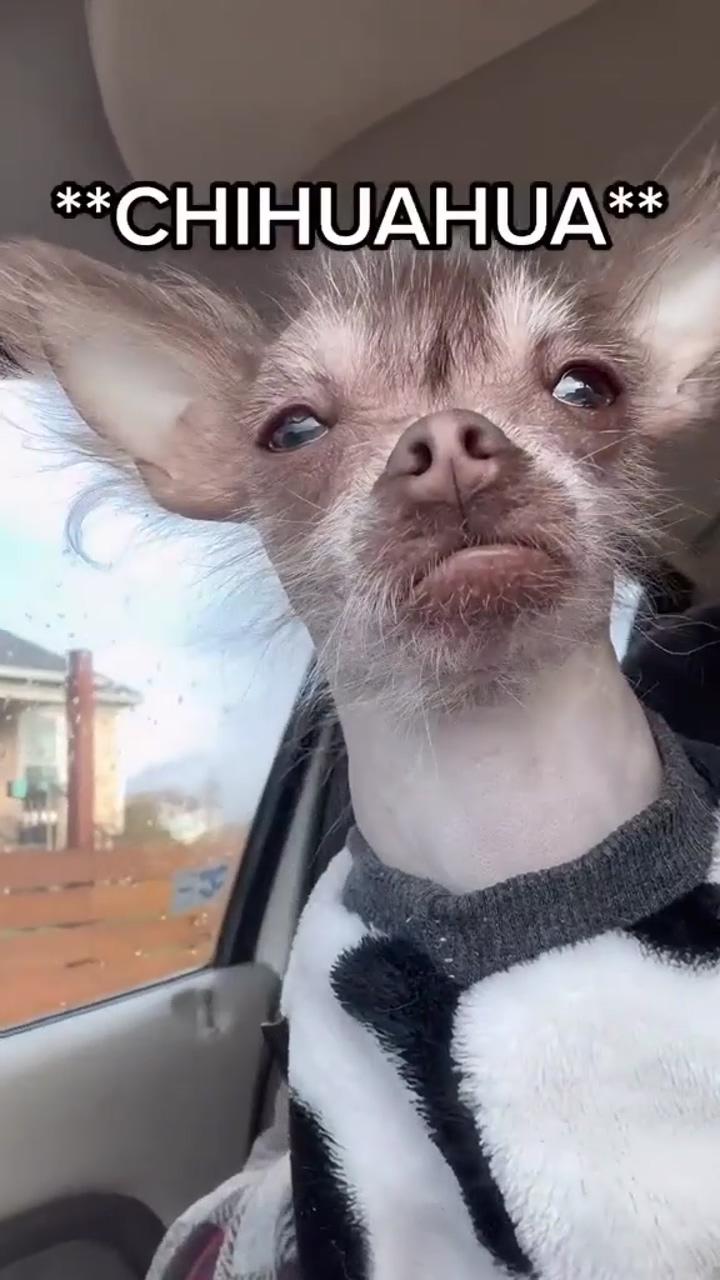  chihuahuas are underrated; chihuahua videos