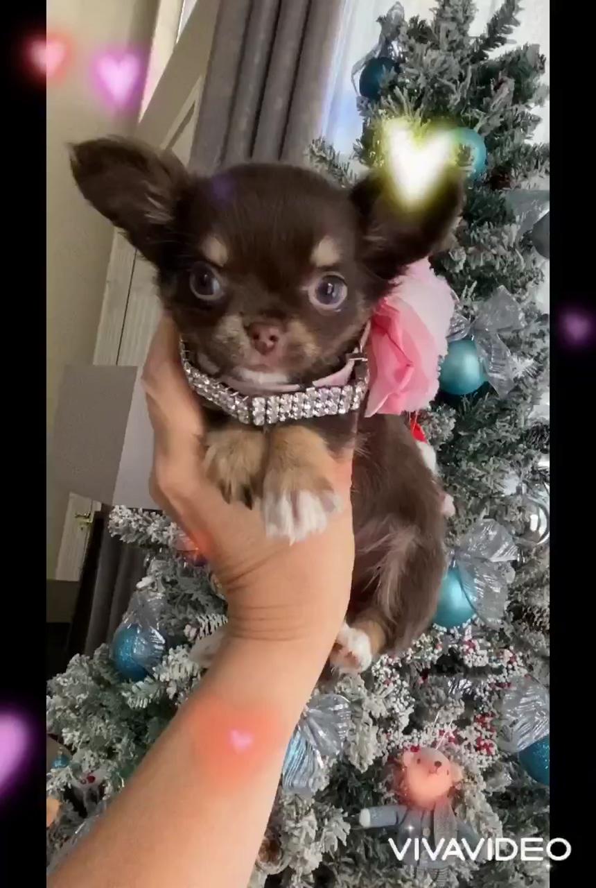 Chocolate long haired tiny chihuahua; chihuahua videos