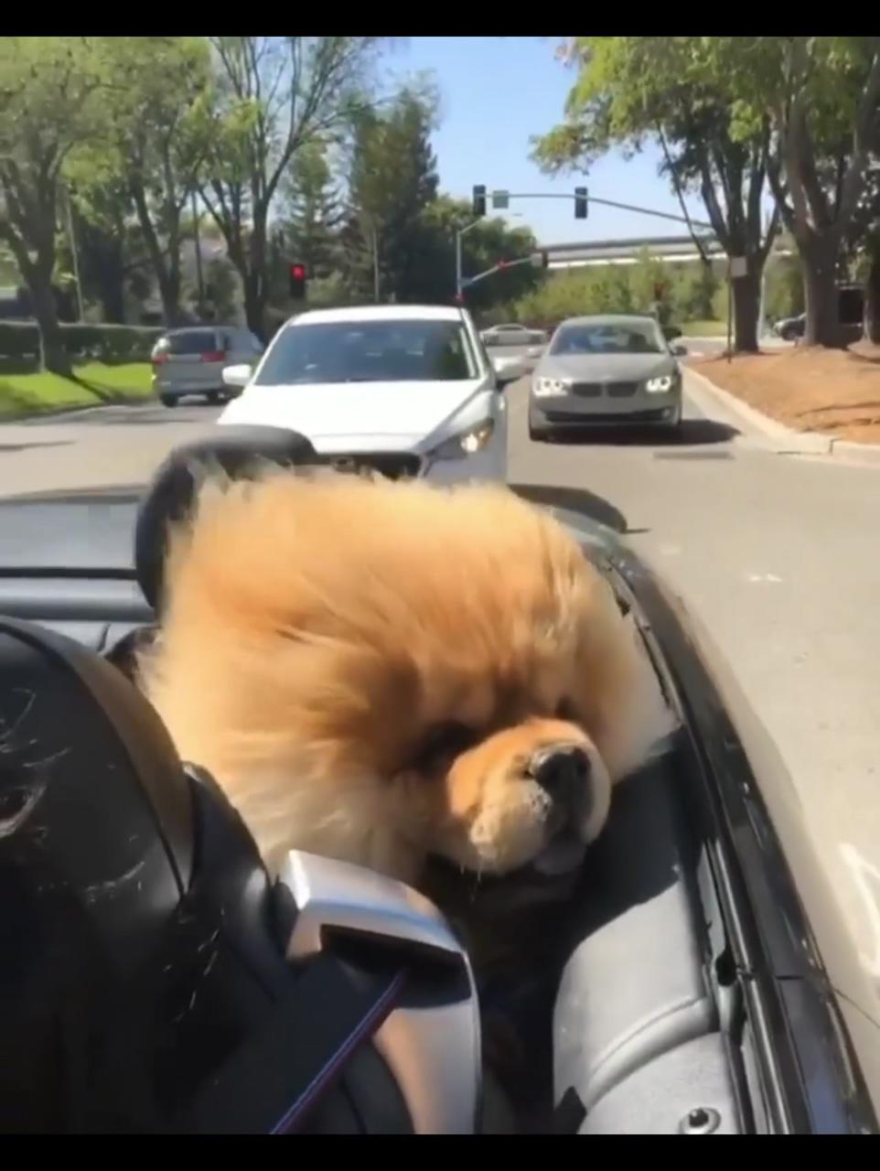 Cool wind.; cute fluffy dogs
