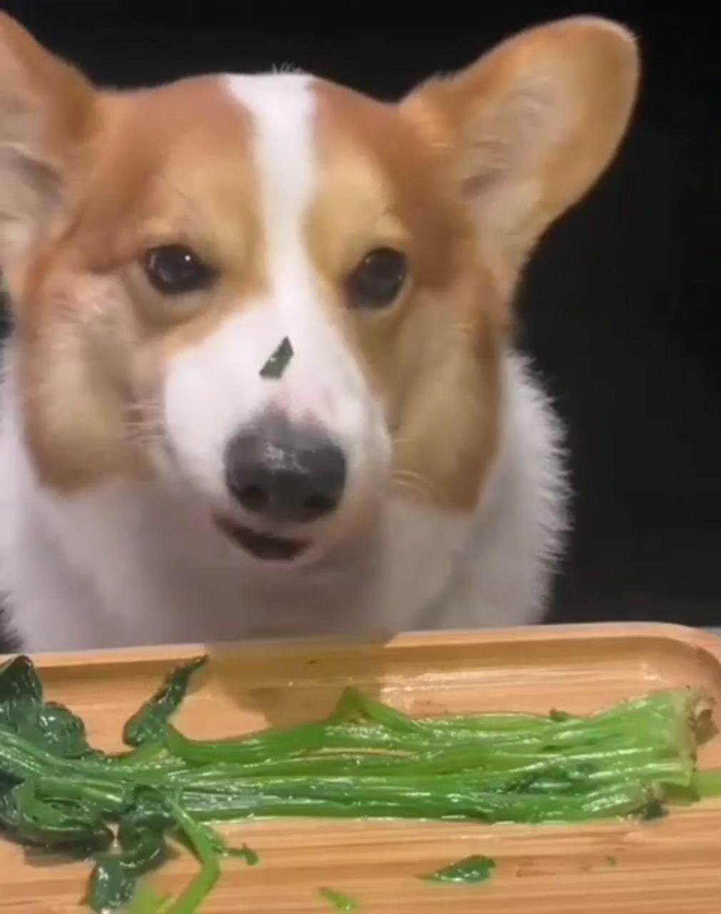 Corgi eating vegie | funny dogs