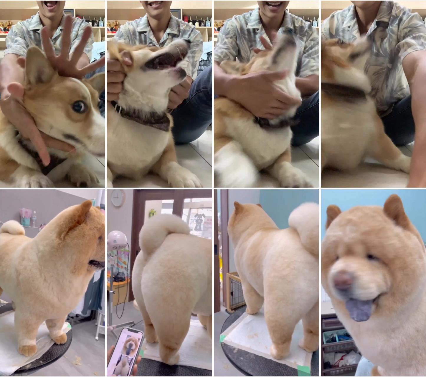 Corgi puppy; freshly groomed chow chow puppy: adorably cute new look 
