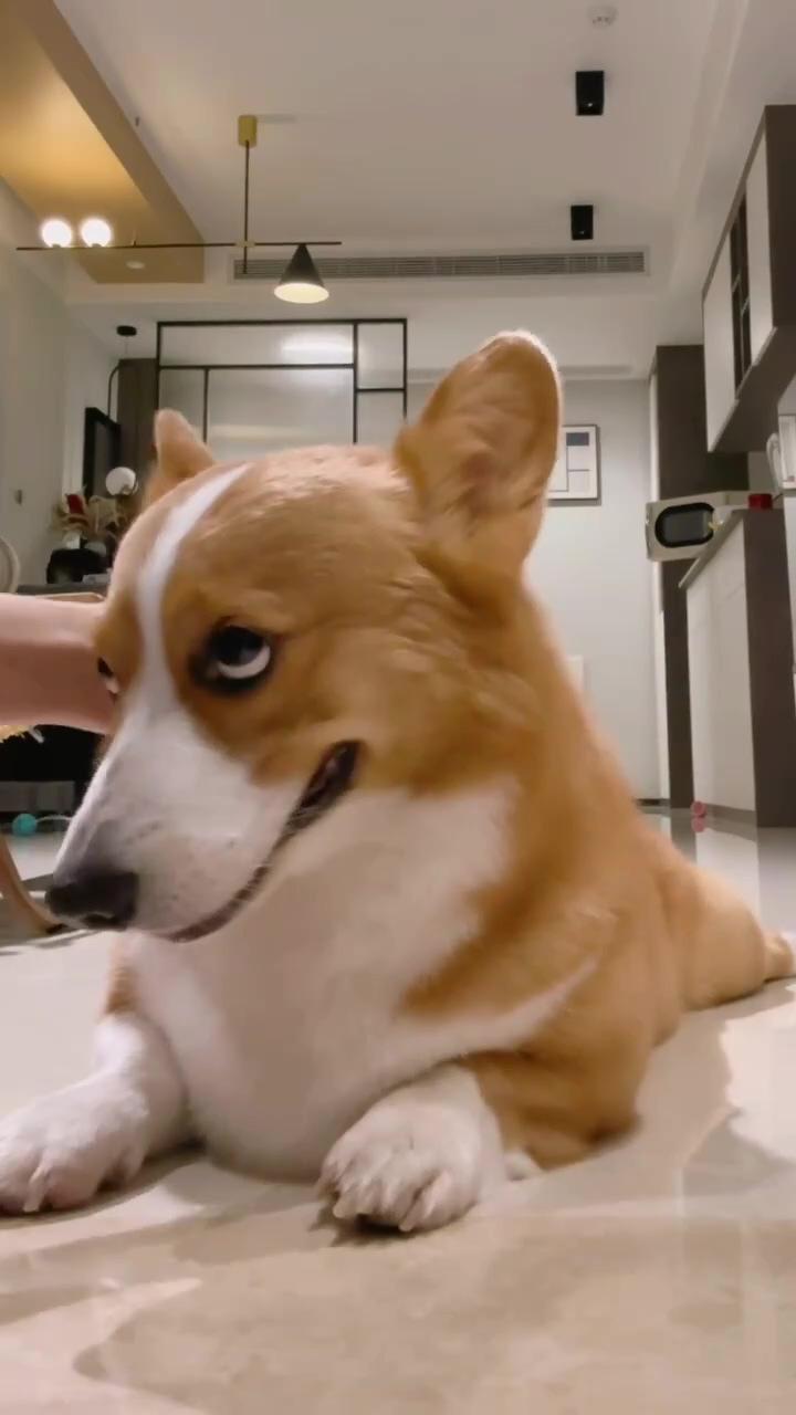 Corgi puppywanna get some awards; r you recording well then record this