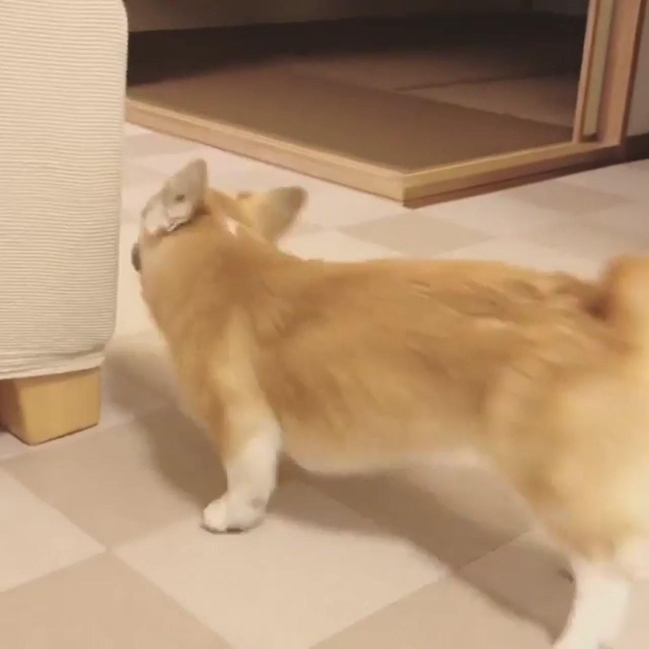 Corgi's reaction was priceless after all that hard work; i am okay, still can drink more