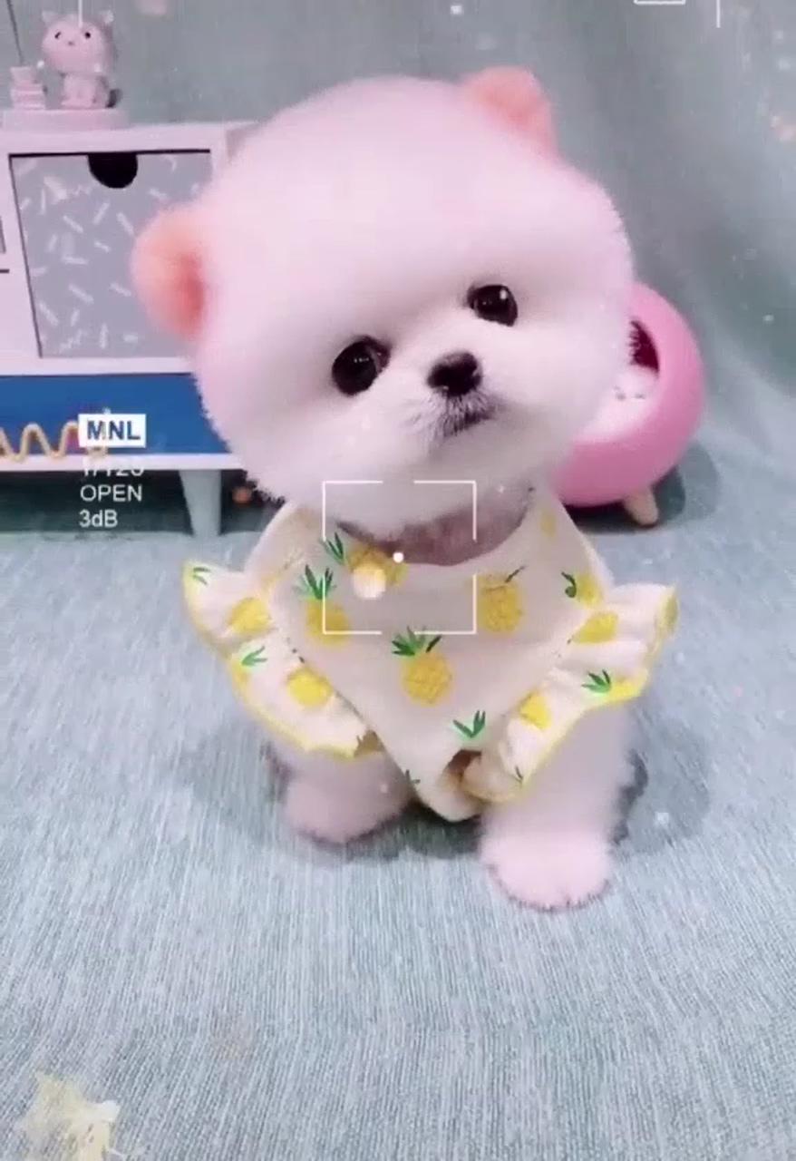 Cut baby dog; cute teacup puppies