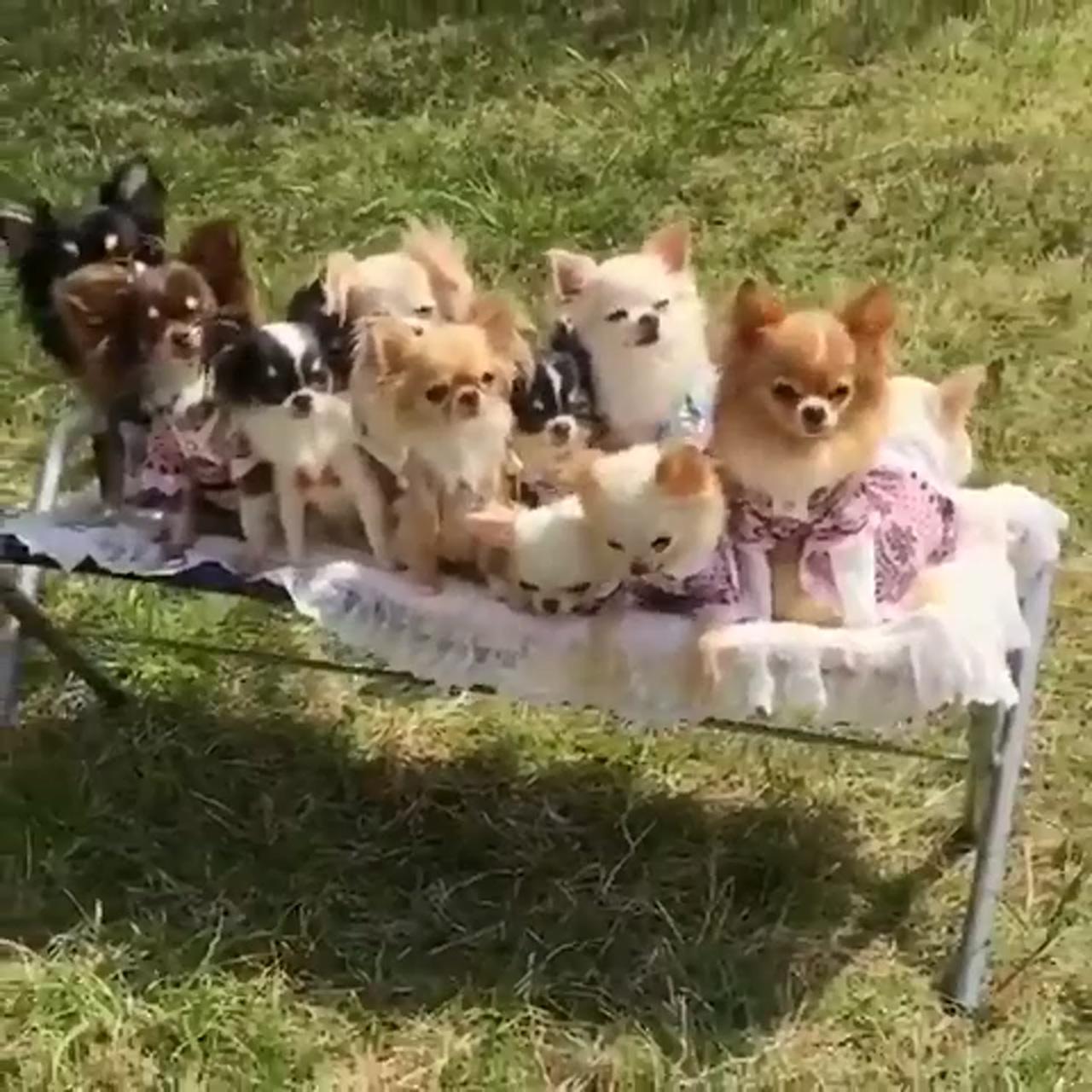 Cute animals; cute baby dogs