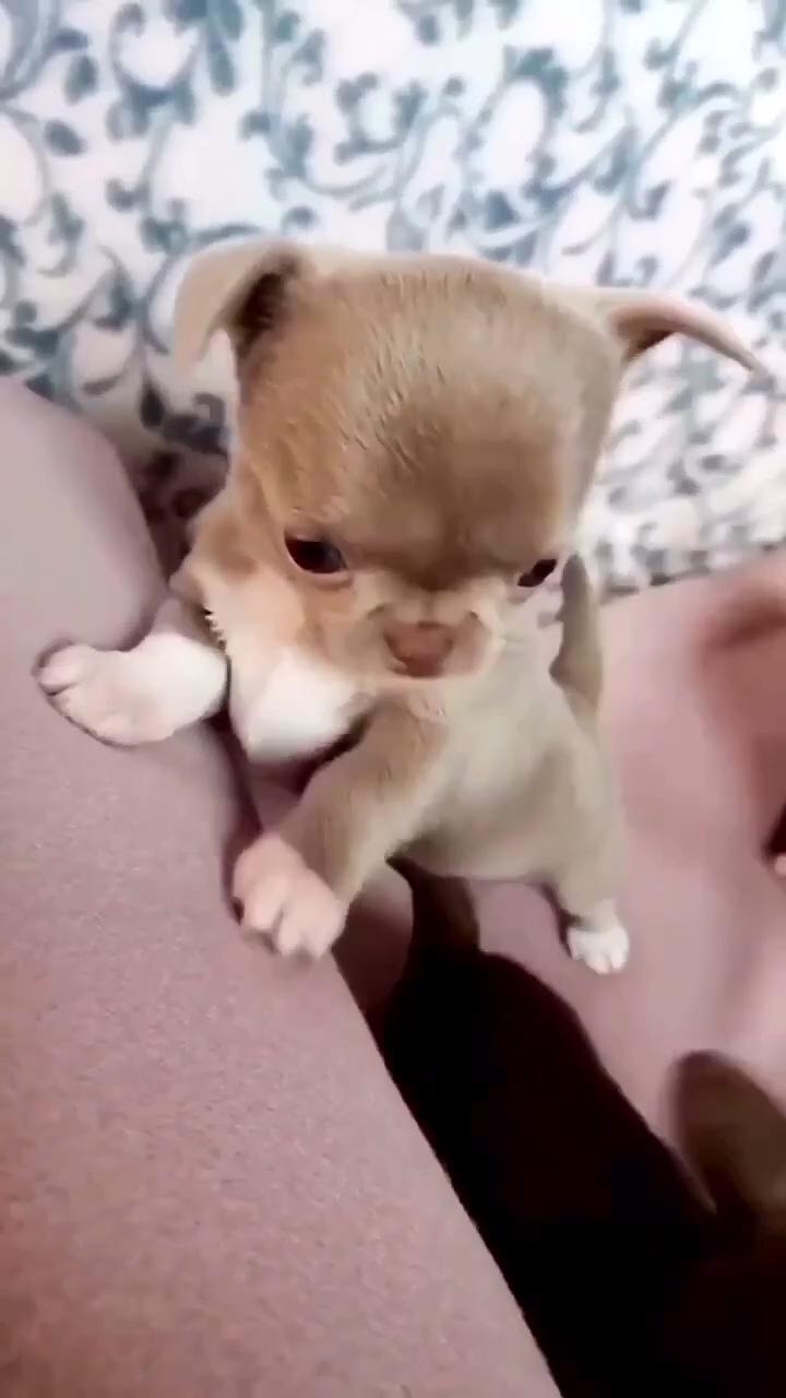 Cute animals puppies; really cute puppies