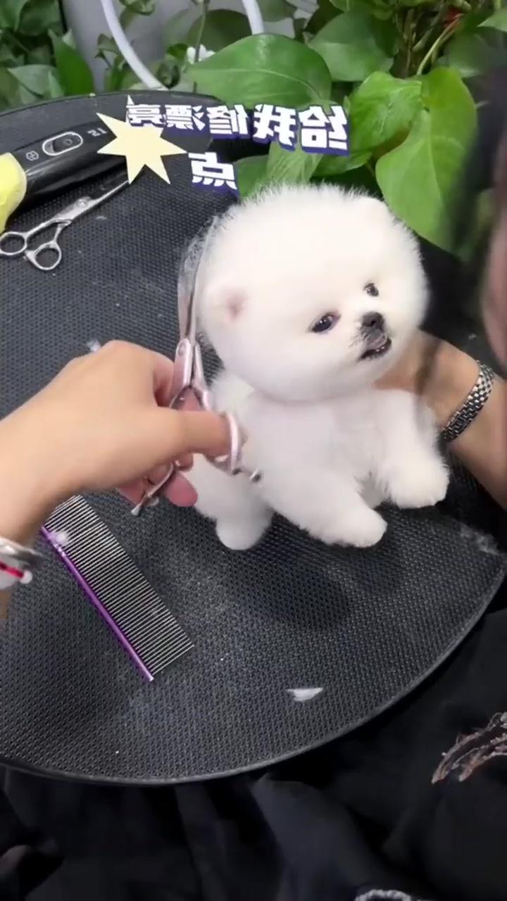 Cute baby dogs | cute fluffy dogs