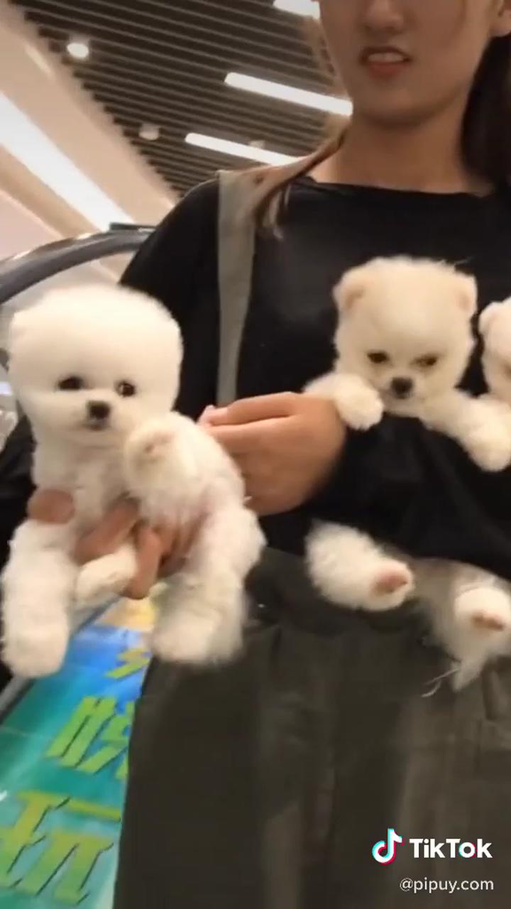 Cute baby puppies | teacup puppies