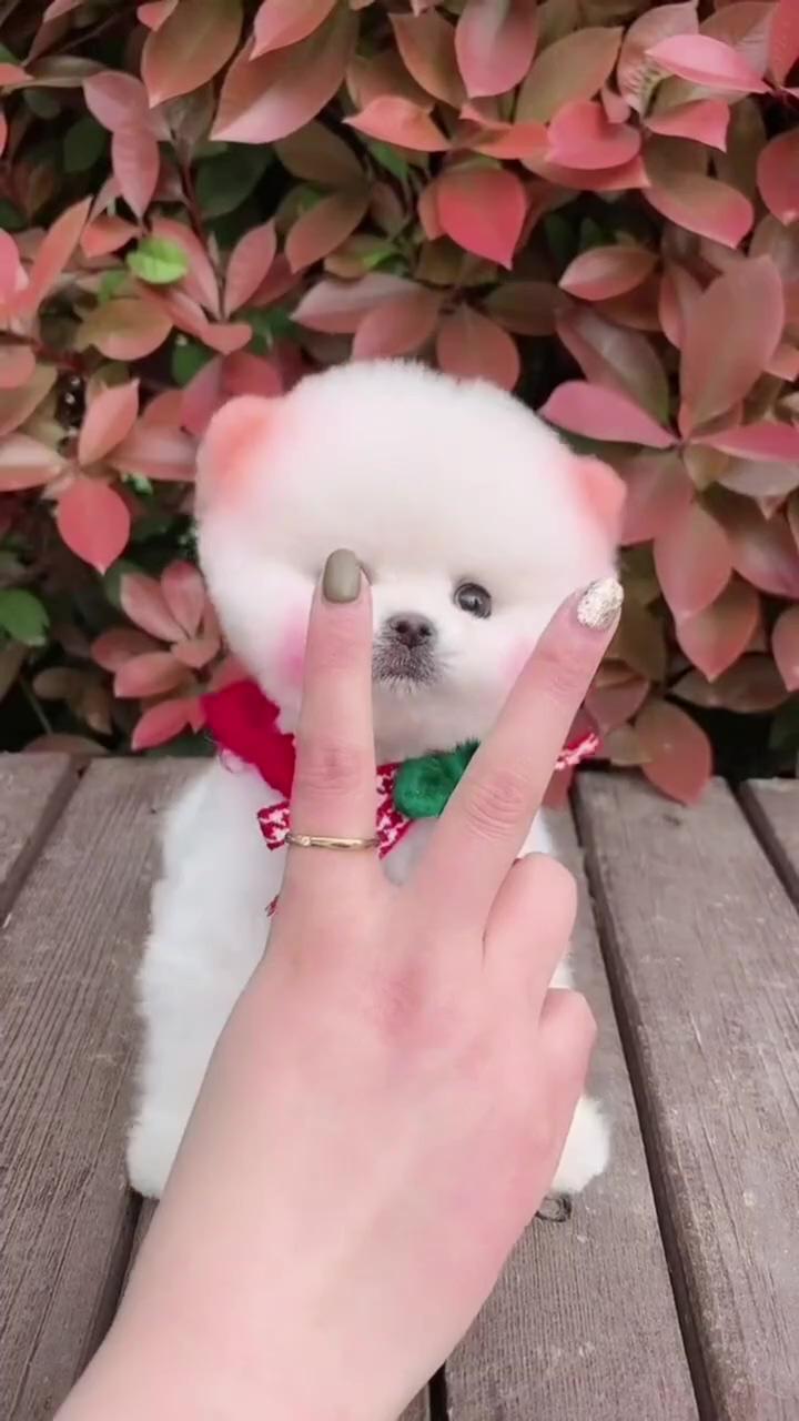 Cute cupdog puppy; catch me if you can, cute dogs video