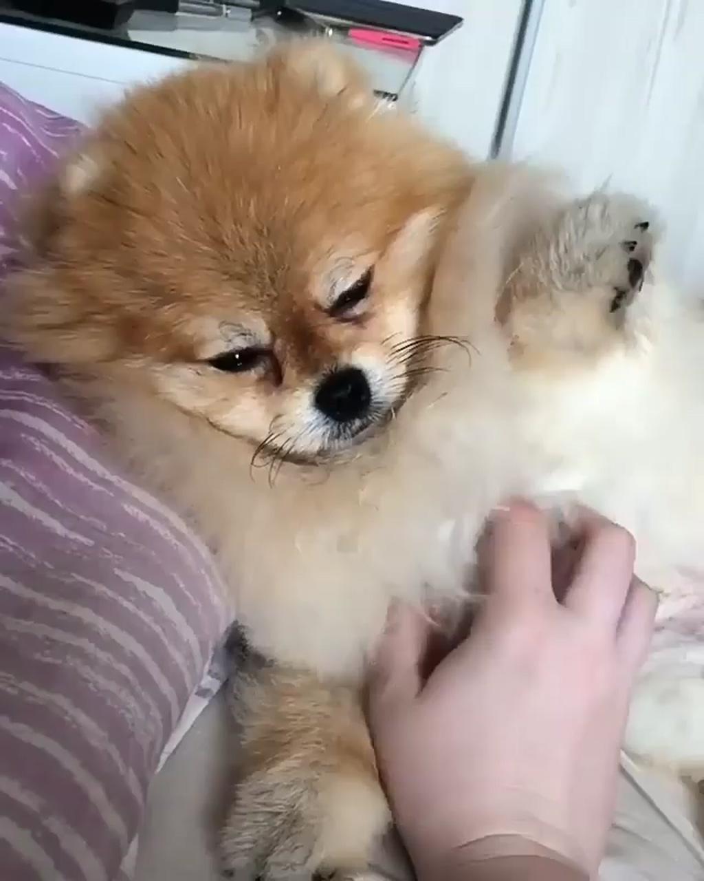Cute dog; can you do it 