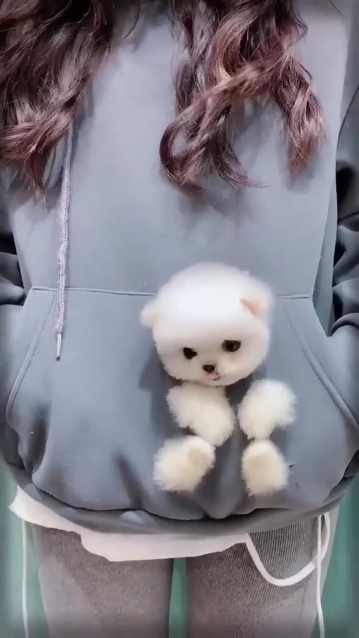 Cute dog; cutest puppy 
