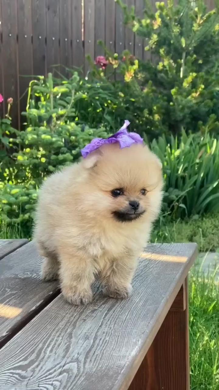 Cute dog | dachshund puppies for sale