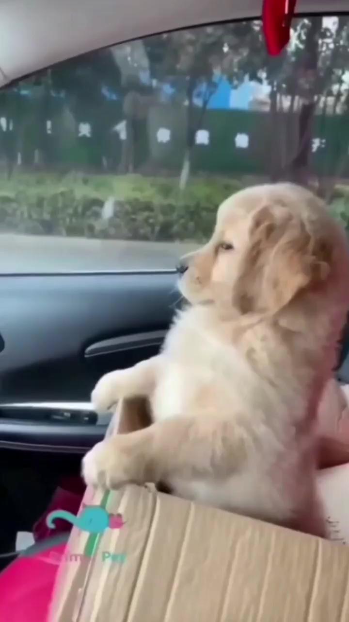 Cute dog, dog look, funny dogs; comfort zone