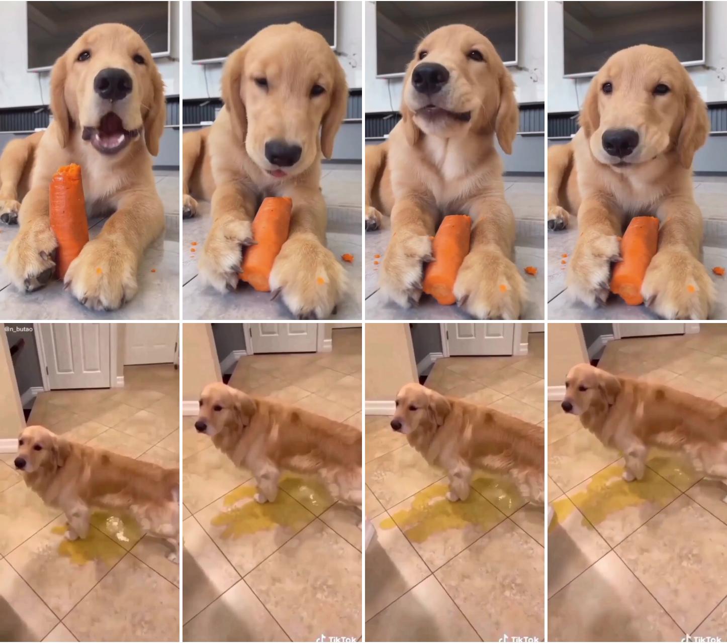 Cute dog eating carrots. yummy; clean up on isle 5... we have a cleanup on isle 5...