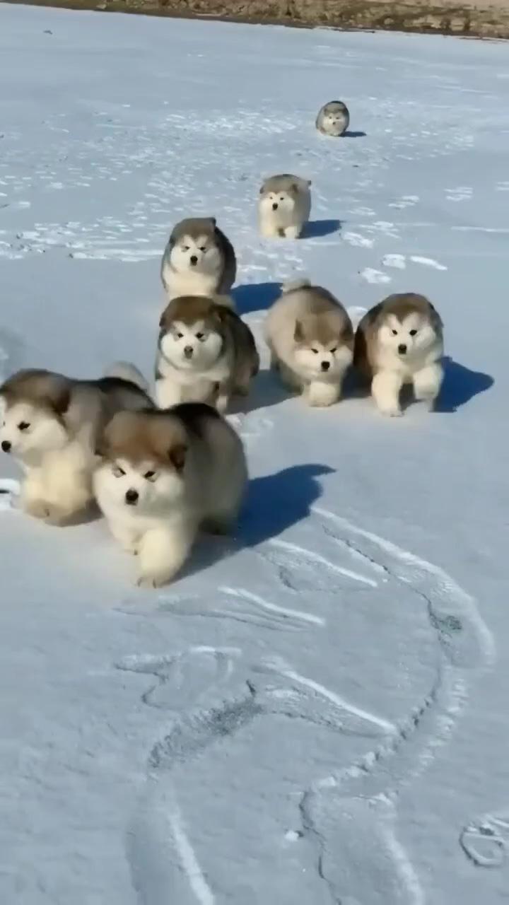 Cute dog squad; super cute puppies