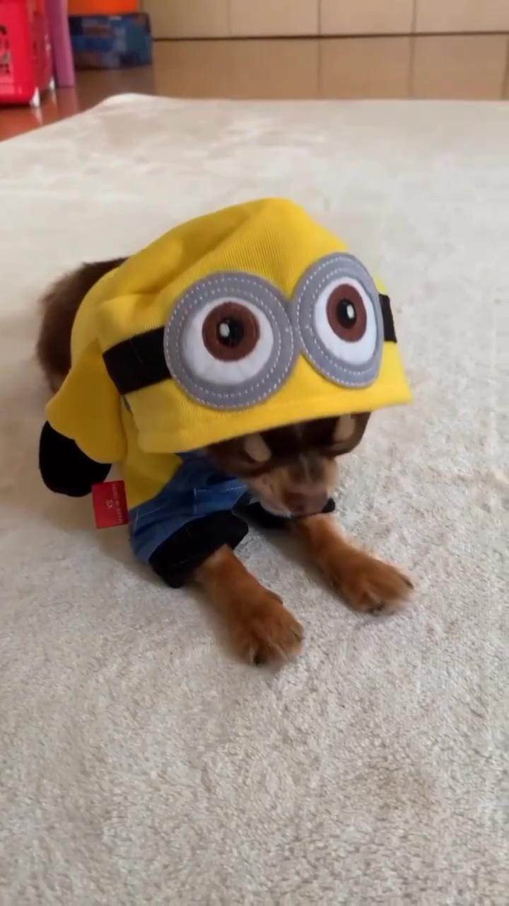 Cute dog suit minion fancam by me; chihuahua dog 