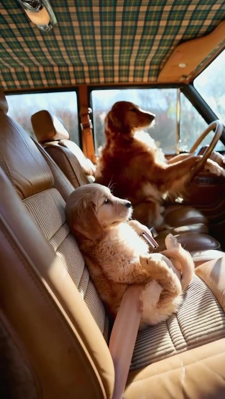 Cute dogs chilling in the car; too cute