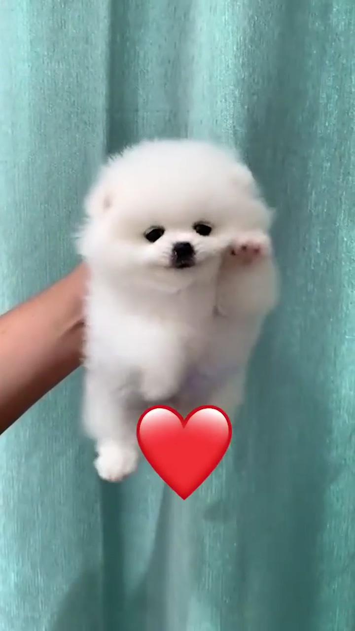 Cute fluffy dogs; cute small dogs
