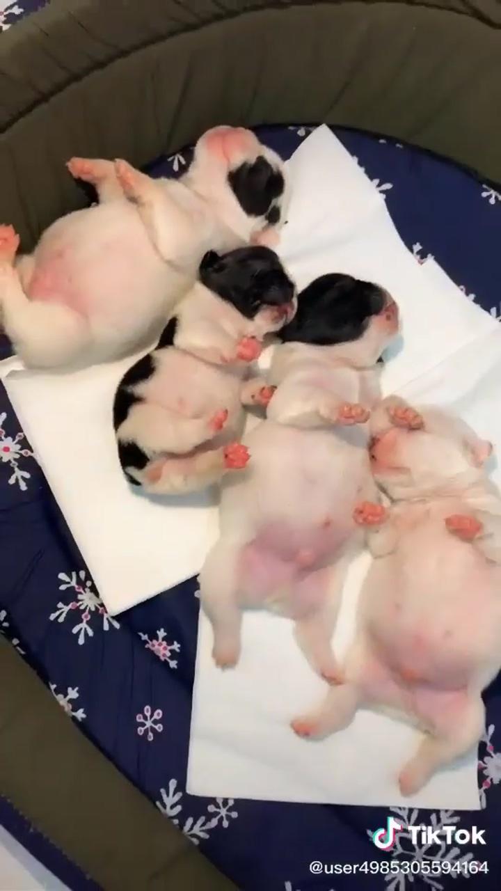 Cute french bulldog puppy; cute little puppies