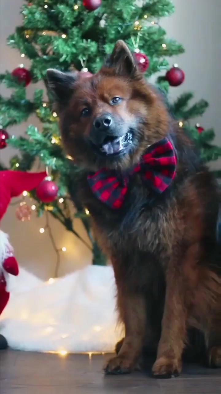 Cute french bulldog puppy | dog christmas photos