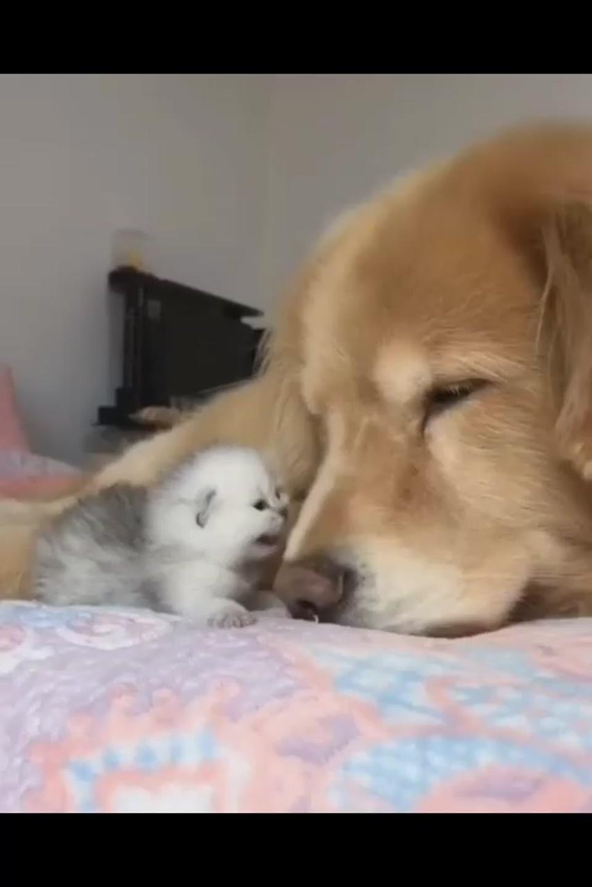 Cute funny dogs; cute baby cats