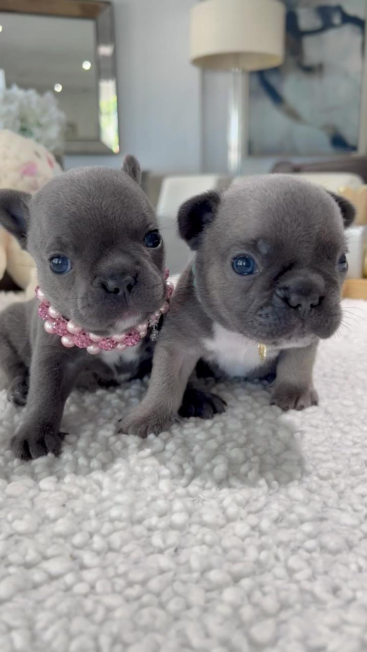 Cute little puppies; cute baby dogs