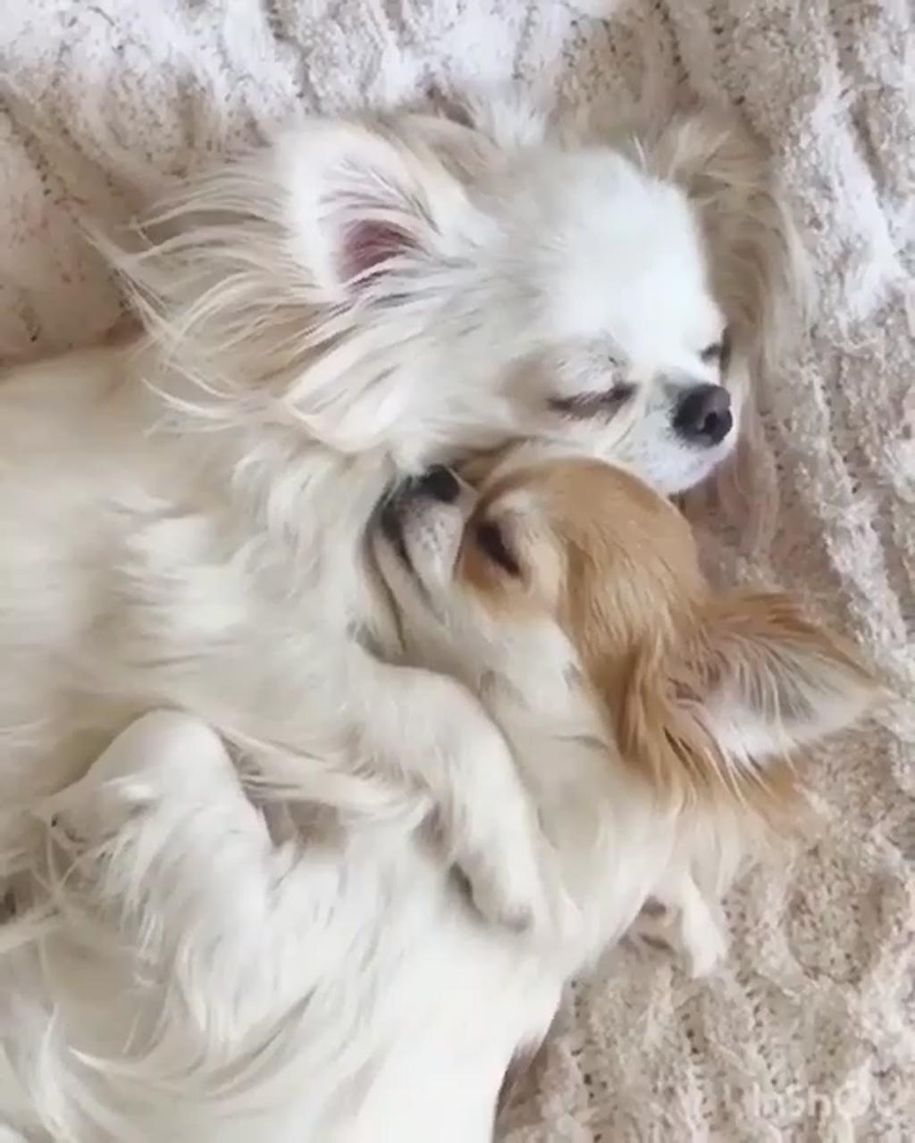 Cute long haired chihuahuas; cute funny dogs