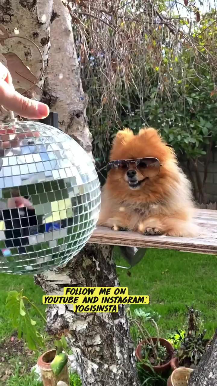 Cute pomeranian dog loves disco ball woof woof let's dance; pomeranian don on the 4th of july