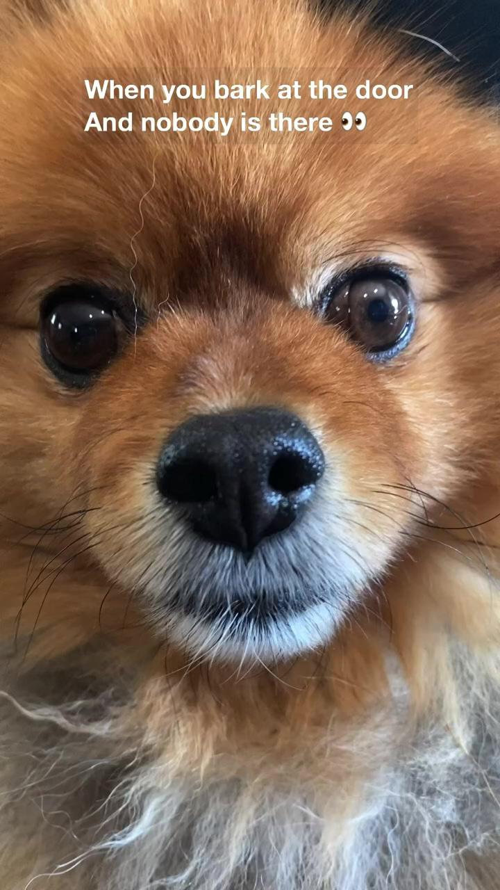 Cute pomeranian dog meme | amber heard wants to blame the dog