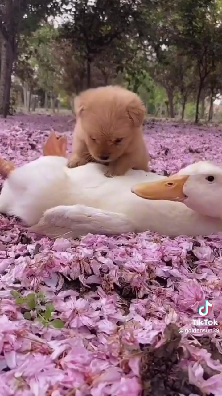 Cute puppy and duckling; adorable fluffy teacup puppy in hand , cute video pin